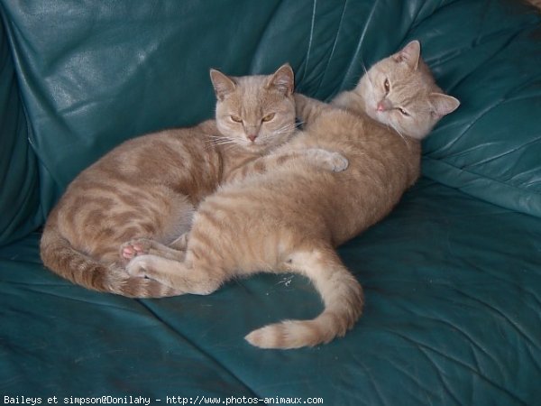 Photo de British shorthair