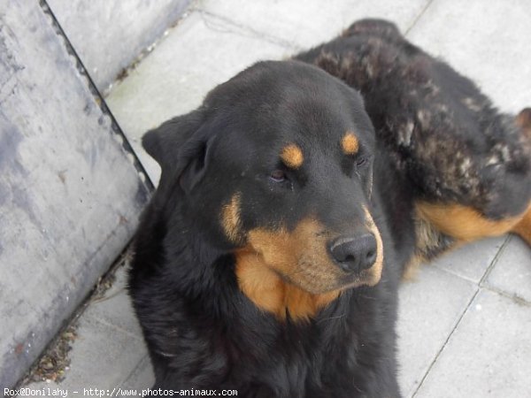 Photo de Rottweiler