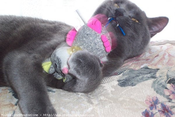 Photo de Chartreux