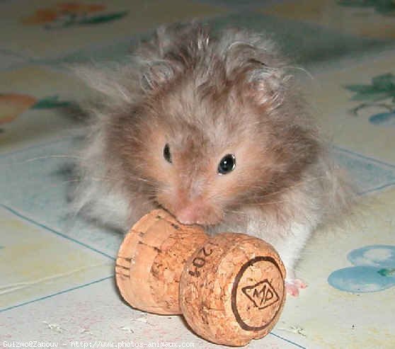 Photo de Hamster