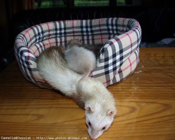 Photo de Furet