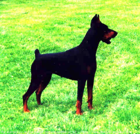 Photo de Dobermann