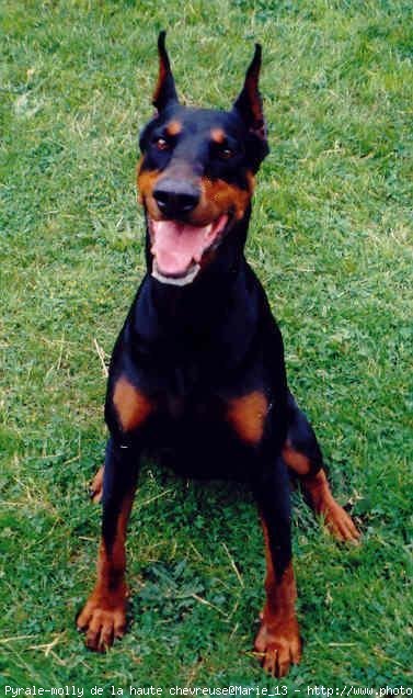 Photo de Dobermann