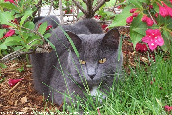 Photo de Chat domestique