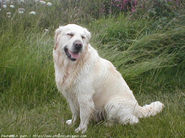 Photo de Golden retriever