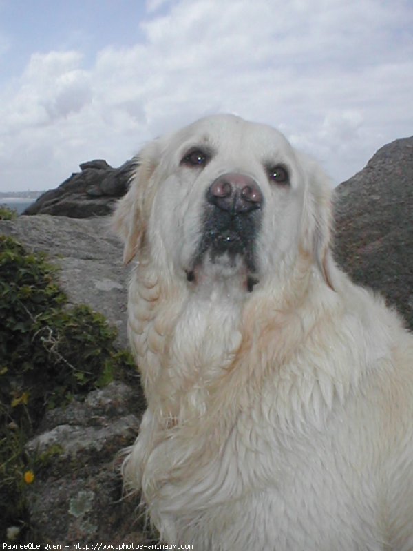 Photo de Golden retriever