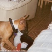 Photo de Bull terrier miniature