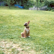 Photo de Bull terrier miniature