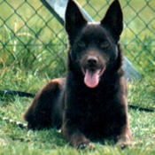 Photo d'Australian kelpie