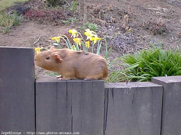 Photo de Cochon d'inde