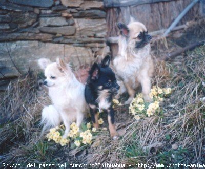 Photo de Chihuahua  poil court