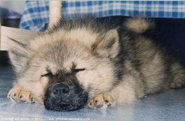 Photo d'Eurasier