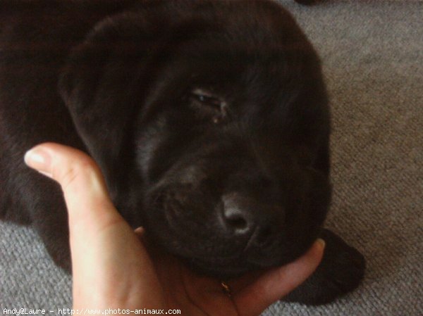 Photo de Labrador retriever