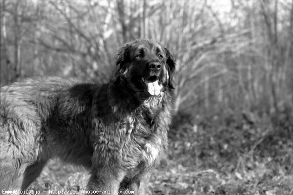 Photo de Leonberg