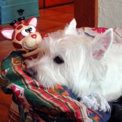 Photo de West highland white terrier