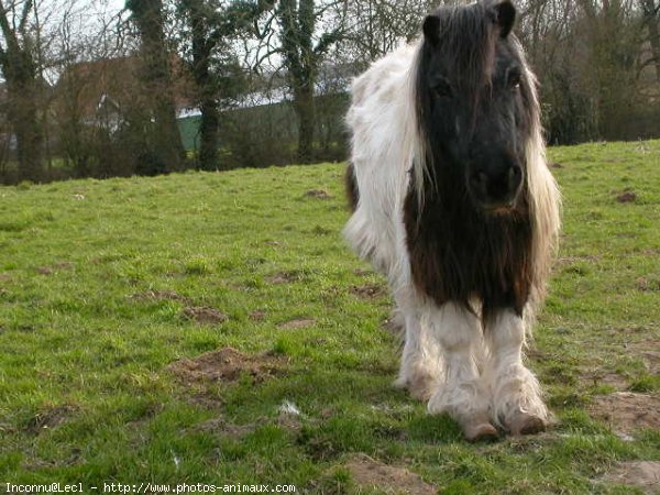 Photo de Poney franais de selle