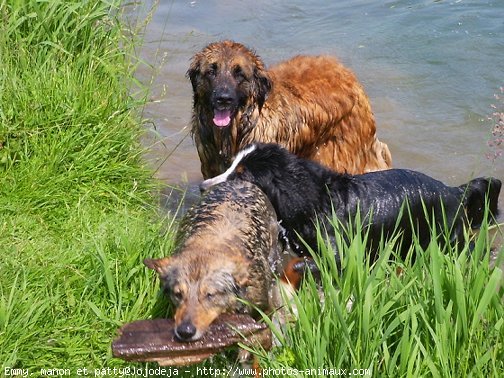 Photo de Races diffrentes