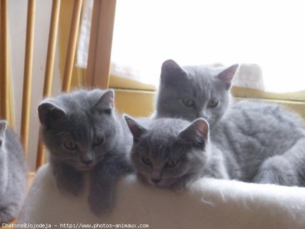 Photo de Chartreux