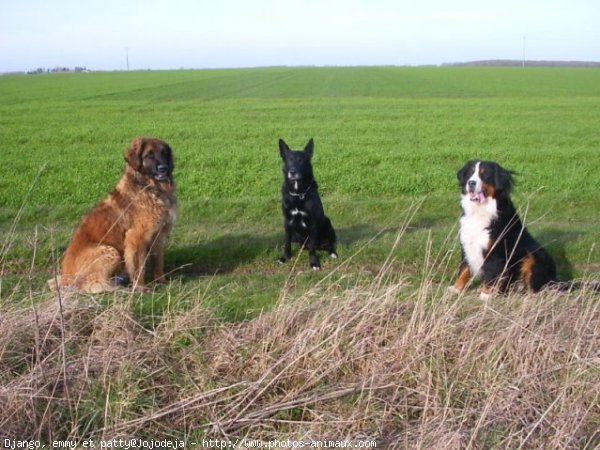 Photo de Races diffrentes