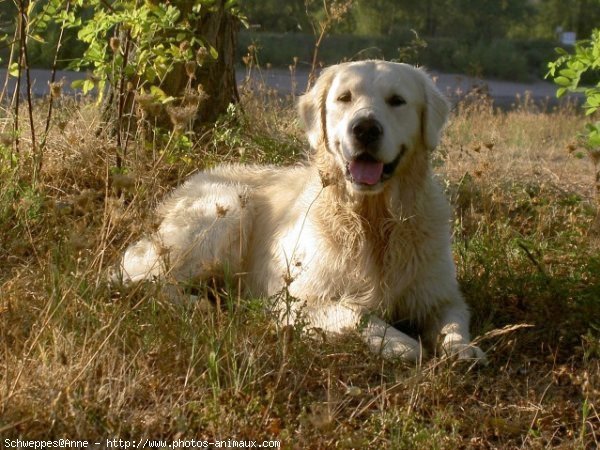 Photo de Golden retriever