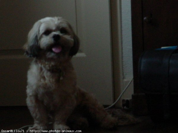 Photo de Lhassa apso