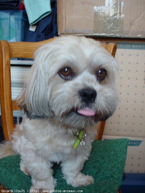 Photo de Lhassa apso