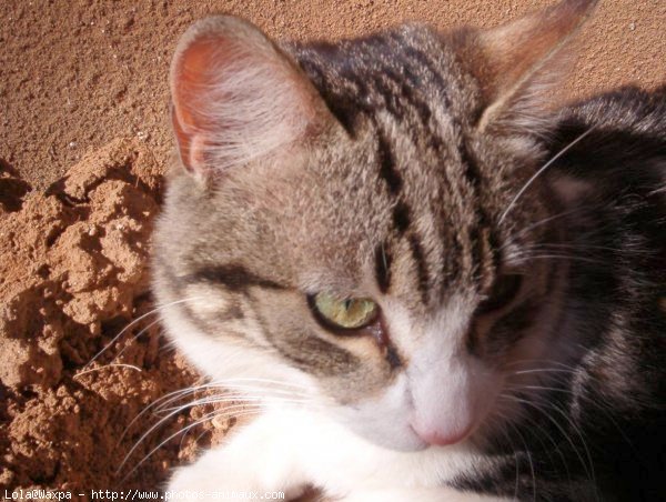 Photo de Chat domestique