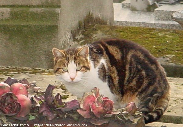 Photo de Chat domestique