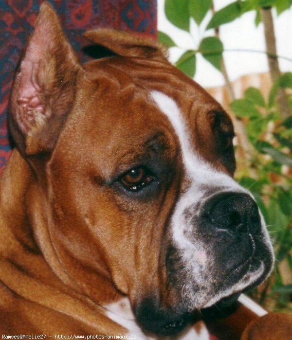 Photo de Boxer