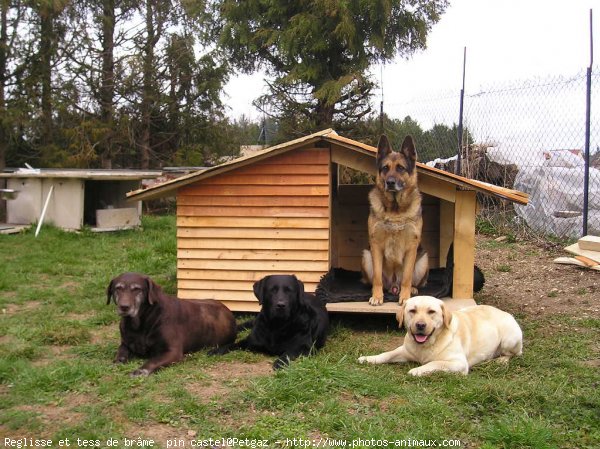 Photo de Labrador retriever