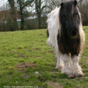 Photo de Poney franais de selle