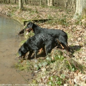 Photo de Berger de beauce