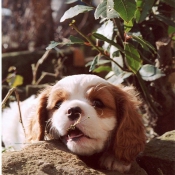 Photo de Cavalier king charles spaniel