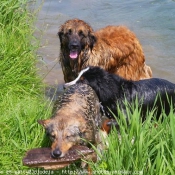 Photo de Races diffrentes