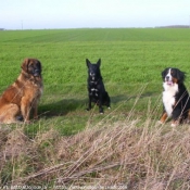 Photo de Races diffrentes