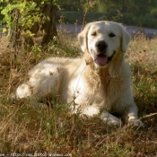 Photo de Golden retriever