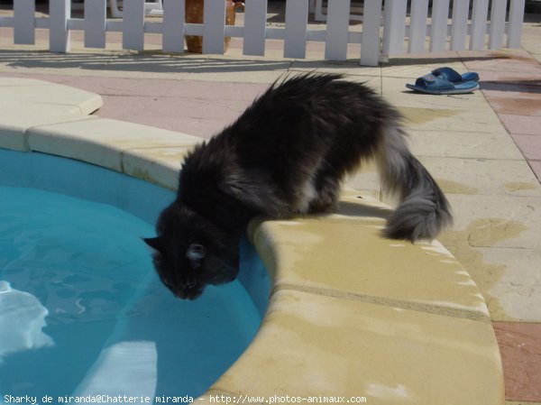 Photo de Maine coon