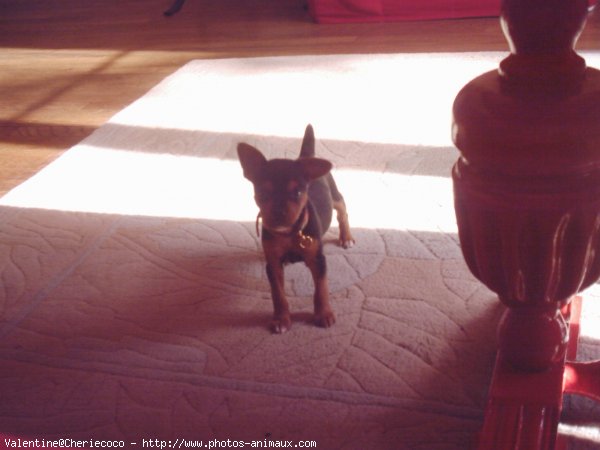 Photo de Pinscher nain