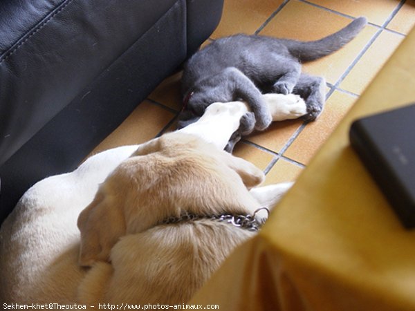 Photo de Chartreux