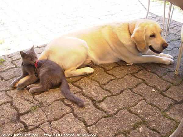 Photo de Chartreux