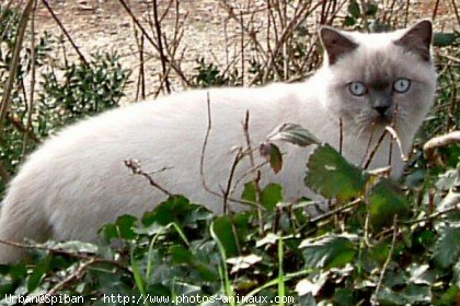 Photo de British shorthair