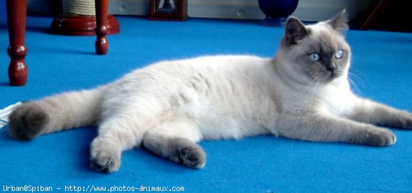 Photo de British shorthair