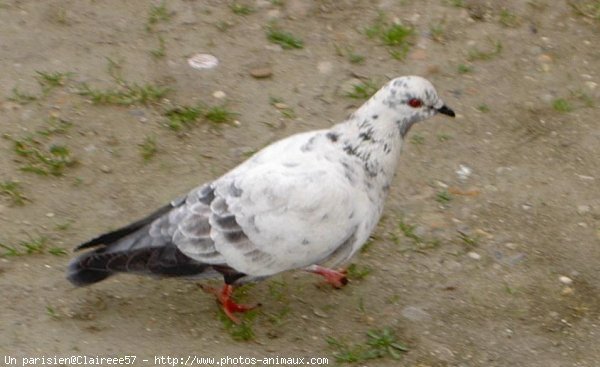 Photo de Pigeon