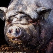 Photo de Cochon