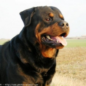 Photo de Rottweiler