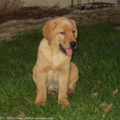 Photo de Labrador retriever