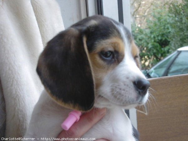 Photo de Beagle