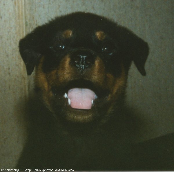 Photo de Rottweiler