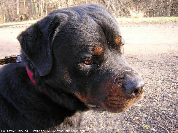 Photo de Rottweiler