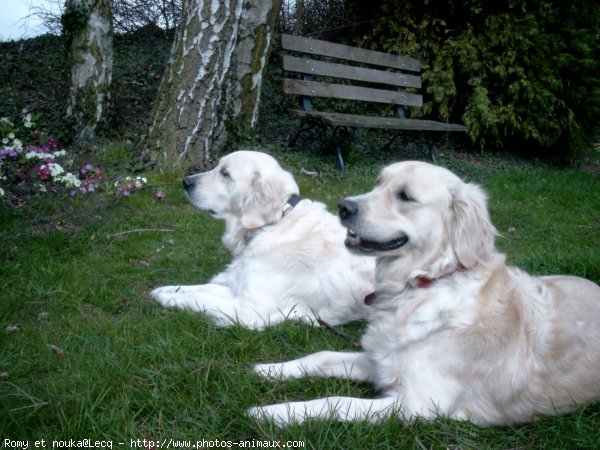 Photo de Golden retriever